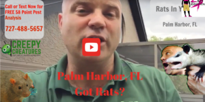 Rats in Palm Harbor, FL