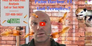 How to get rid of drywood termites in Palm Harbor, FL