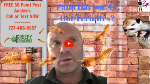 How to get rid of drywood termites in Palm Harbor, FL