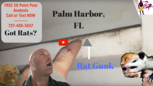 Palm Harbor Rat Signs