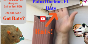 Palm Harbor Rat Experts