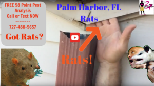 Palm Harbor Rat Experts