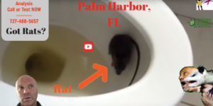 Rats In Toilet