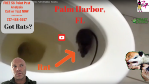 Rats In Toilet