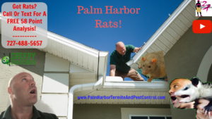 How to trap rats in Palm Harbor, FL