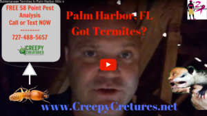 Homes in Palm Harbor With Termites