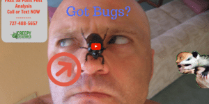 Got bugs in Clearwater, FL?