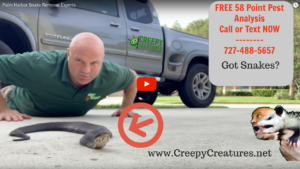 Snake removal in Palm Harbor, FL