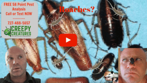 Get rid of roaches in Palm Harbor