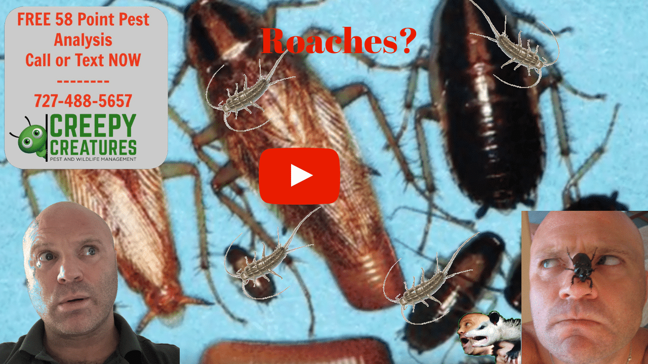 Roach, ant, termite and rat experts | Palm Harbor Termite ...