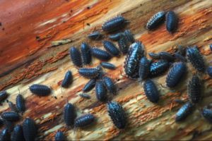 Pill bugs are strange bugs!