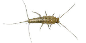 Silverfish are pests