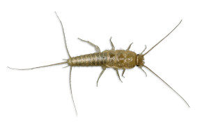 Silverfish are pests