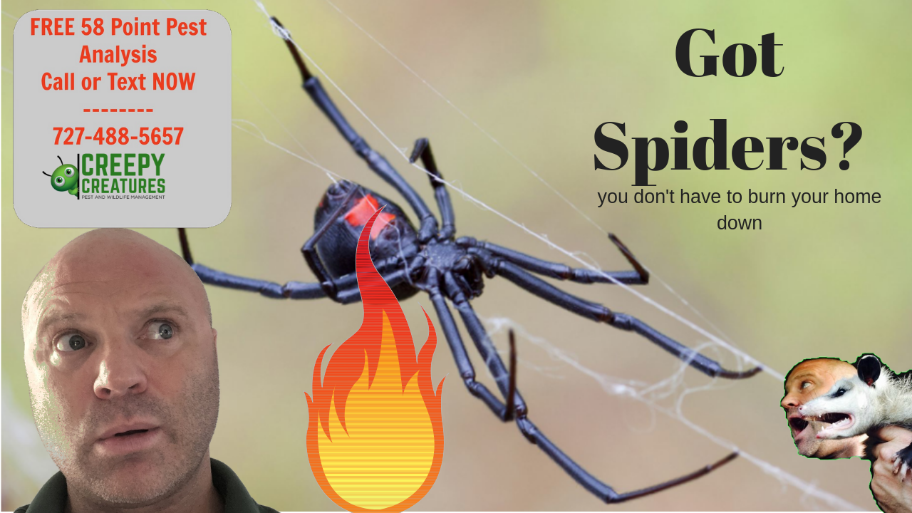 How to get rid of spiders in Palm Harbor