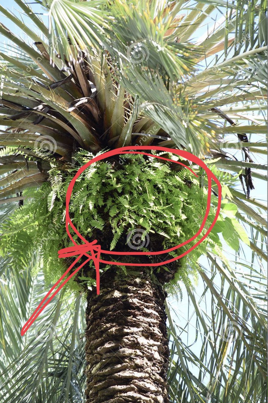 Yellow Jackets Like To Nest In Palm Trees