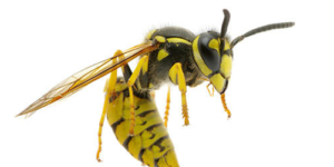 close up of a yellow jacket