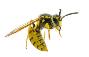 close up of a yellow jacket