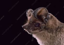 Handsome Bat