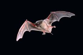 free tail bat