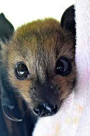 Real cute bat