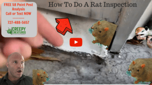 How to do a professional rat inspection