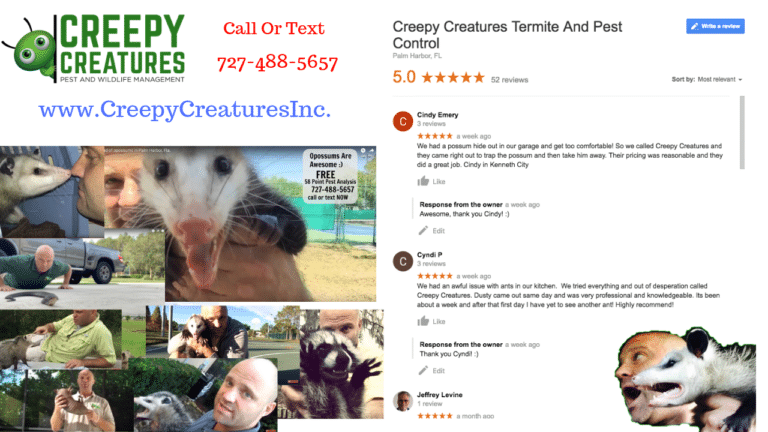 Google 5 Star Review Thumbnail | Palm Harbor Termite ...