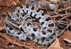 Pygmy Rattlesnake