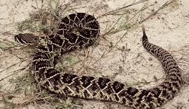 Eastern Diamondback Rattlesnake