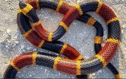 A venomous coral snake