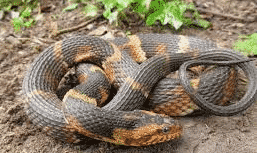 The harmless banded water snake