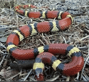 Harmless Scarlet King Snake