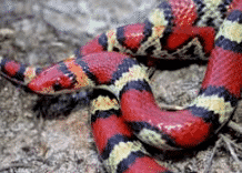 The harmless scarlet snake looks like the venomous coral snake.