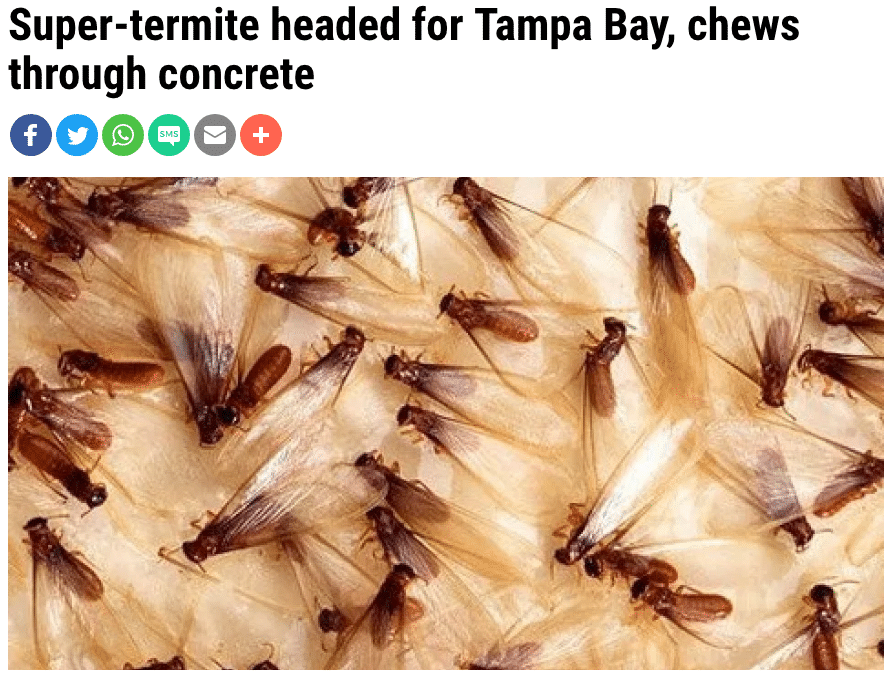 Formosan Termites in Tampa Bay Area!
