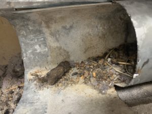 Rat AND raccoon droppings in a dryer vent. Rats brought the raccoon droppings in.