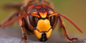 close-up of wasp head