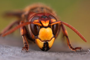 Yellow Jacket