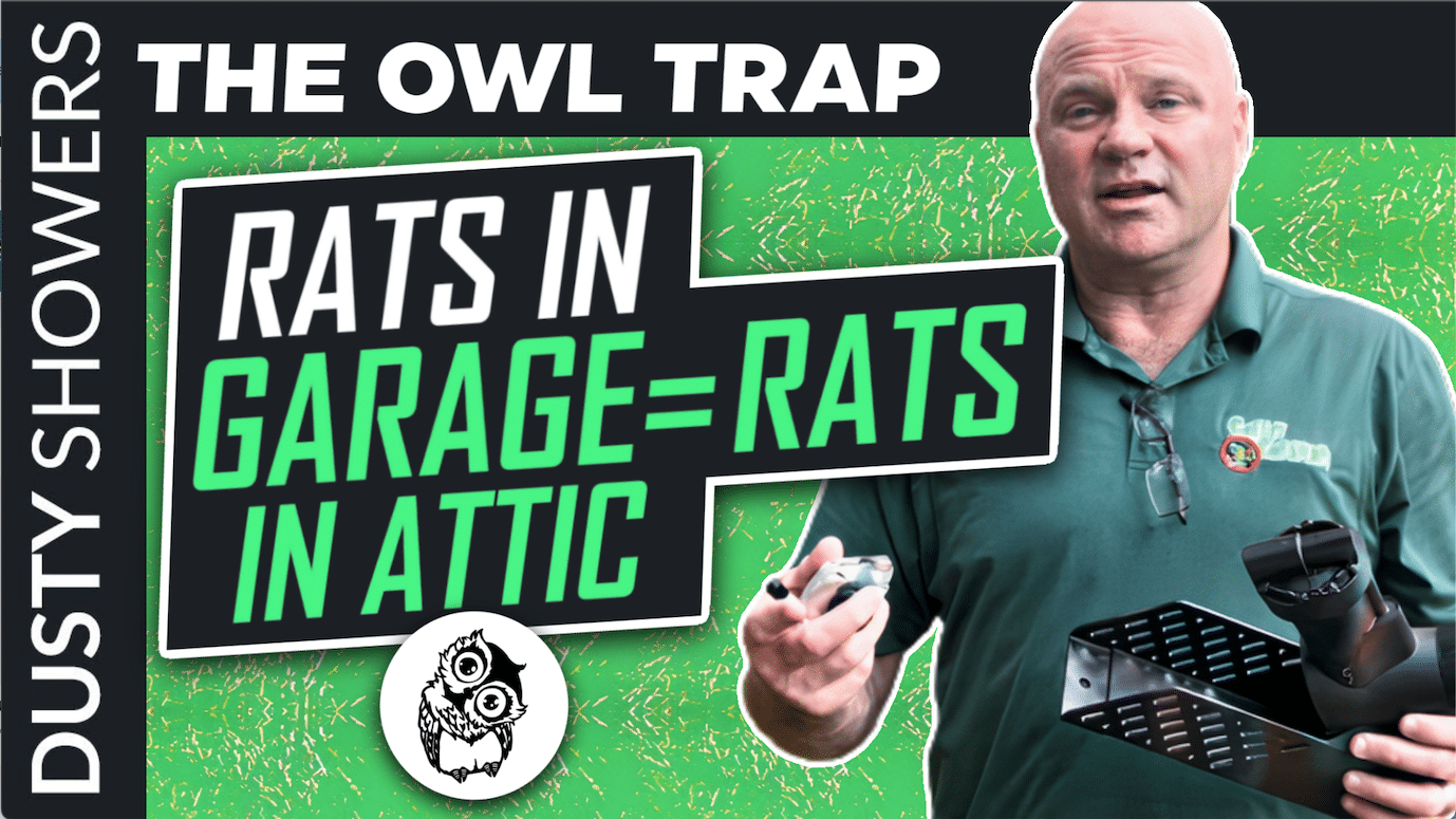 Safety Harbor Rats In Garage Equals Rats In Attic