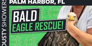 Palm Harbor Bald Eagle Rescue