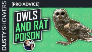 Save the owls, don't use rat poison!