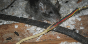 Rat in attic chewing on wire