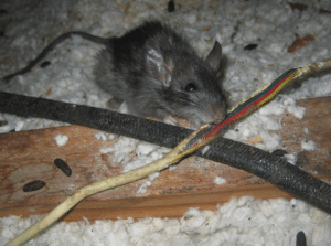 Rat in attic chewing on wire